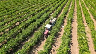 Yeni çiftçilere 17,4 milyar lira tarımsal destekleme ödemesi bugün