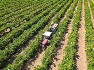 Yeni çiftçilere 17,4 milyar lira tarımsal destekleme ödemesi bugün