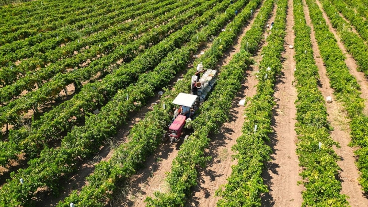 Yeni Çiftçilere yaklaşık 17,4 milyar lira tarımsal destekleme ödemesi bugün yapılacak Başlığı