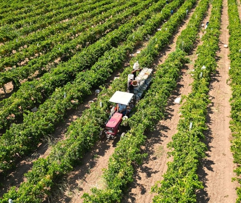 Yeni çiftçilere 17,4 milyar lira tarımsal destekleme ödemesi bugün