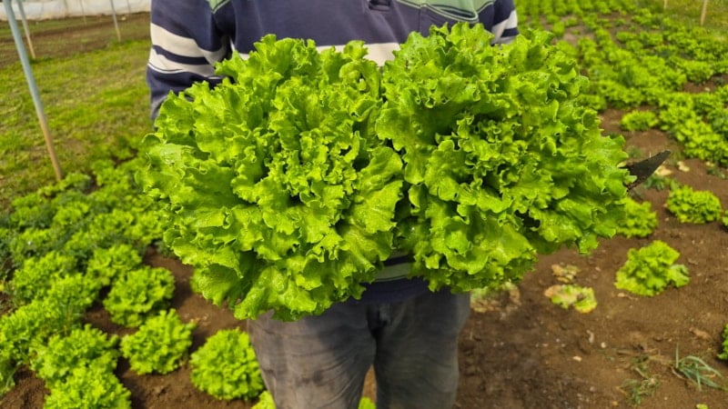 Tarlada ortalama 15 TL olan marulun fiyatı tezgahlarda 100 TL'yi buluyor