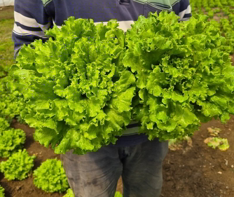 Tarlada ortalama 15 TL olan marulun fiyatı tezgahlarda 100 TL'yi buluyor