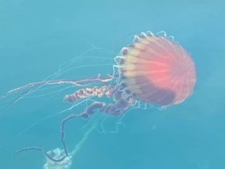 İzmit Körfezi’nde kırmızı denizanası uyarısı