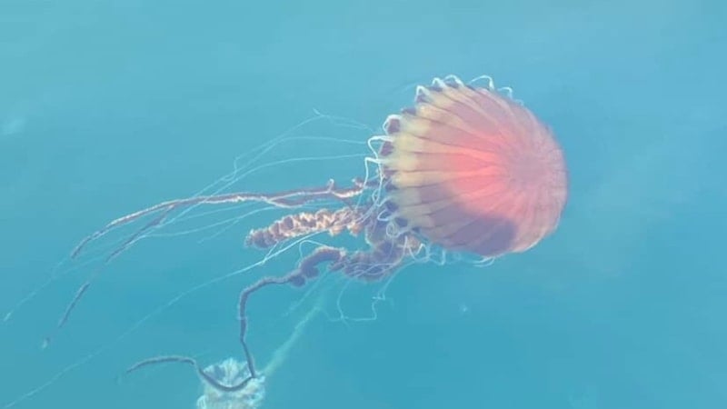 İzmit Körfezi’nde kırmızı denizanası uyarısı