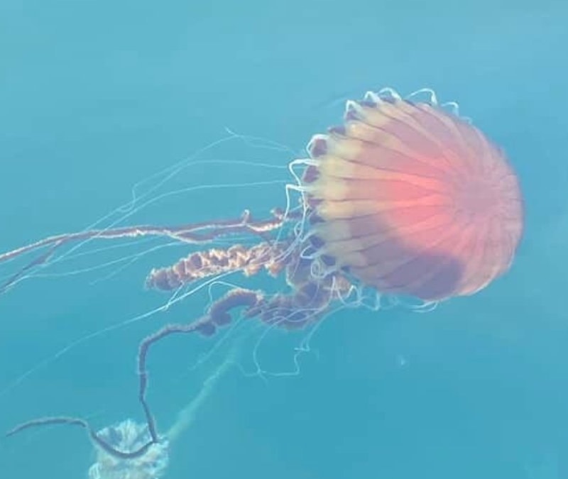 İzmit Körfezi’nde kırmızı denizanası uyarısı