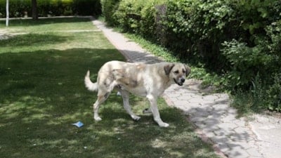 İstanbul Valiliği'nden belediyelere yazı: Sokak köpekleri toplatılacak