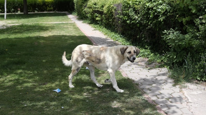 İstanbul Valiliği'nden belediyelere yazı: Sokak köpekleri toplatılacak