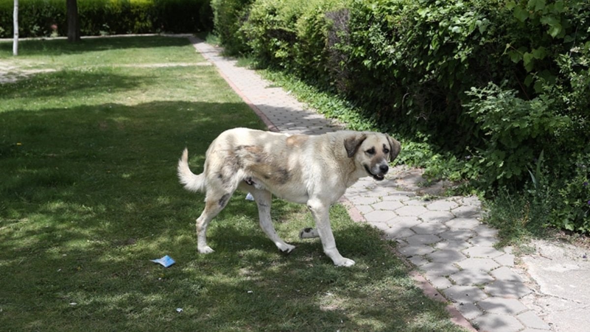 İstanbul Valiliği'nden belediyelere yazı: Sokak köpekleri toplatılacak