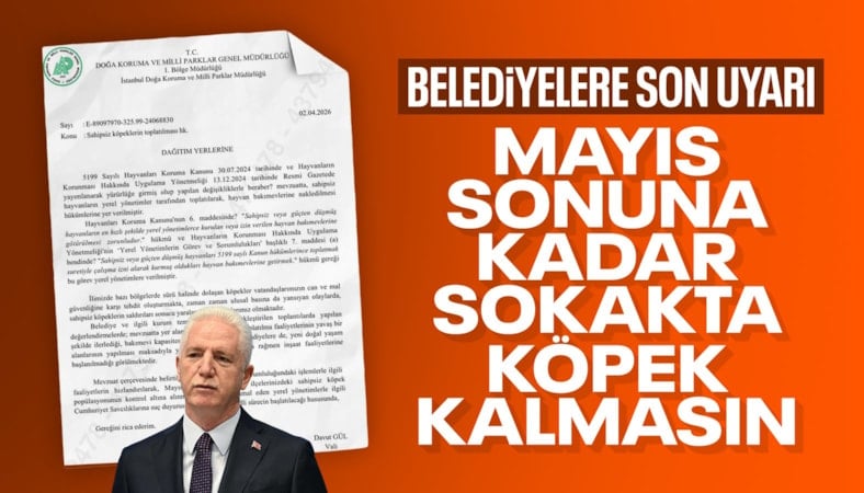 İstanbul Valiliği'nden belediyelere yazı: Sokak köpekleri toplatılacak