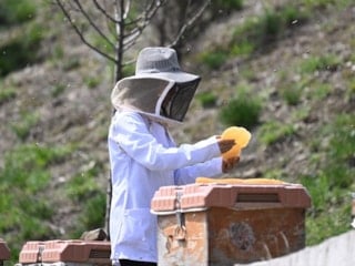 Türkiye, 'Arıcılık Olimpiyatları'na ev sahipliği yapacak