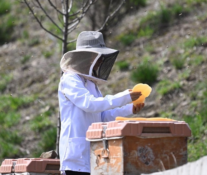 Türkiye, 'Arıcılık Olimpiyatları'na ev sahipliği yapacak