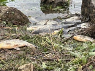 Büyükçekmece Gölü'nde ani su çekilmesi balıkları mahsur braktı