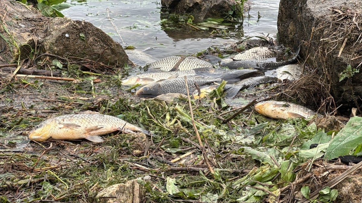Büyükçekmece Gölü'nde ani su çekilmesi balıkları mahsur braktı