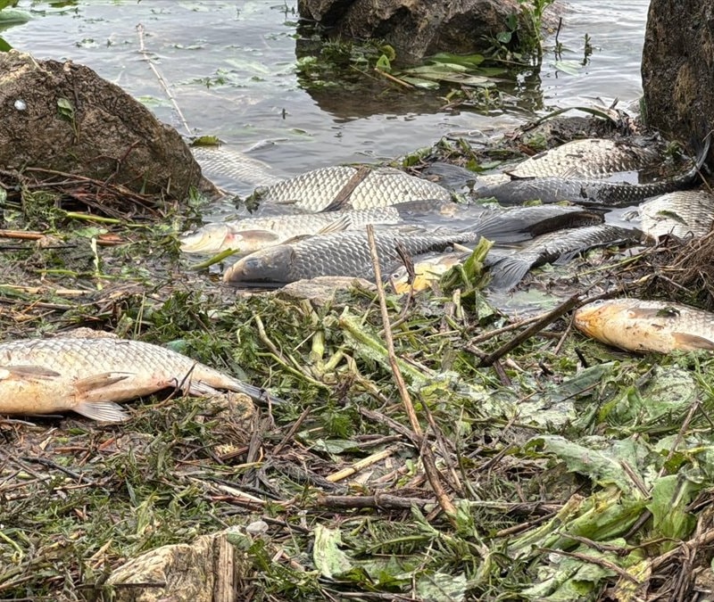 Büyükçekmece Gölü'nde ani su çekilmesi balıkları mahsur braktı