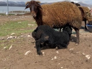 Ağrı Patnos’ta kuzular anneleriyle buluştu