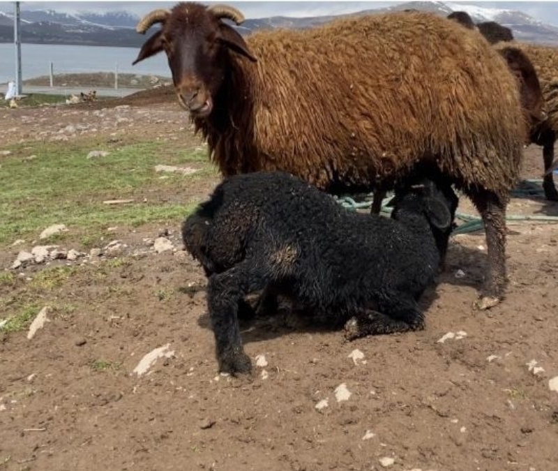Ağrı Patnos’ta kuzular anneleriyle buluştu