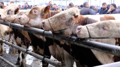 Türkiye'nin en büyük canlı hayvan pazarında yoğunluk
