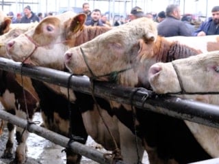 Türkiye'nin en büyük canlı hayvan pazarında yoğunluk