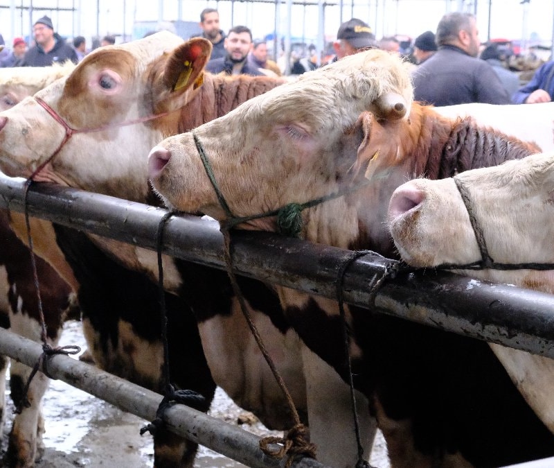 Türkiye'nin en büyük canlı hayvan pazarında yoğunluk