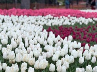 Emirgan Korusu, lalelerle bahara 'merhaba' dedi