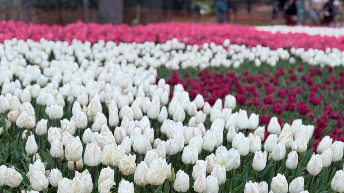 Emirgan Korusu, lalelerle bahara 'merhaba' dedi
