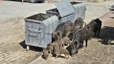 Kuşadası’nda yaban domuzları şehir merkezine indi