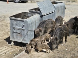 Kuşadası’nda yaban domuzları şehir merkezine indi