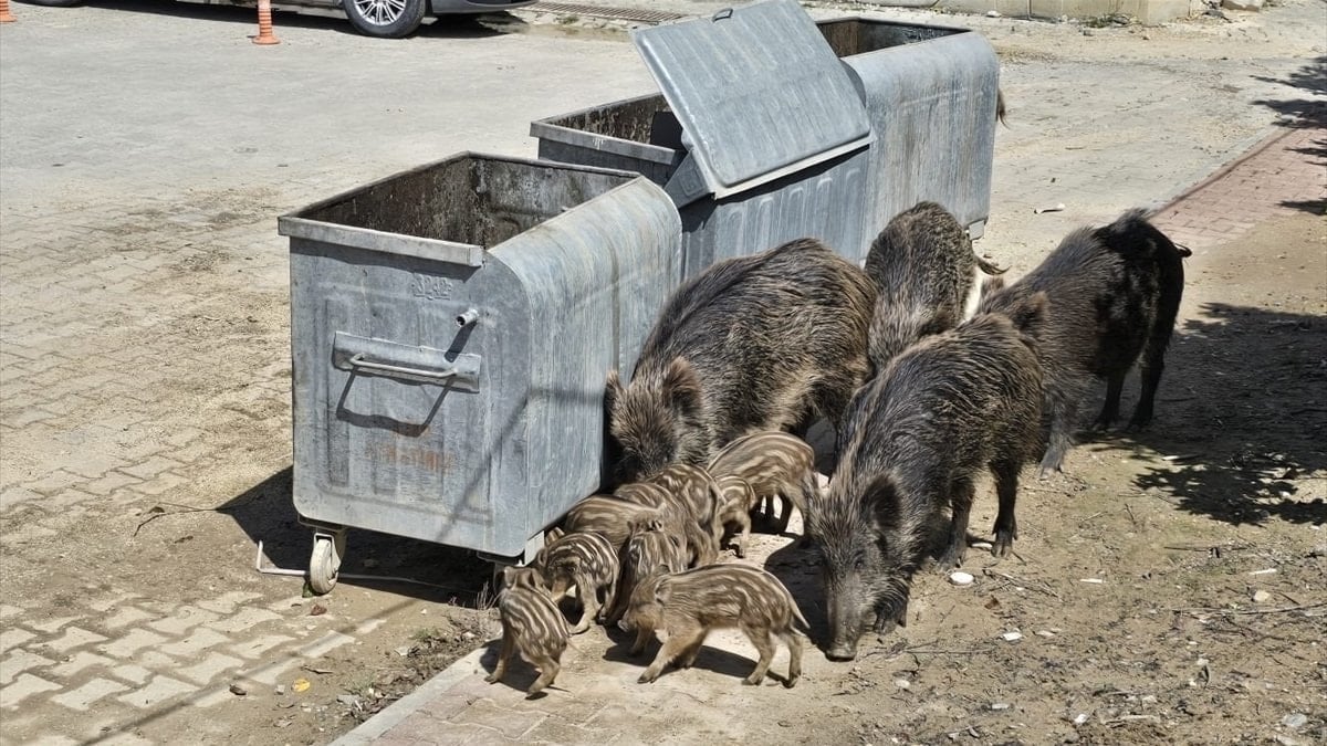 Kuşadası’nda yaban domuzları şehir merkezine indi