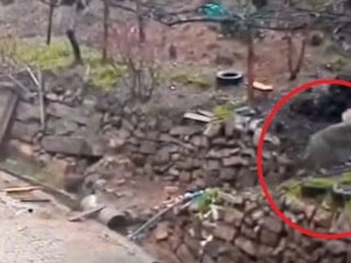 Adana'da aç kalan kurdun, yerleşim yerine indiği anlar kamerada