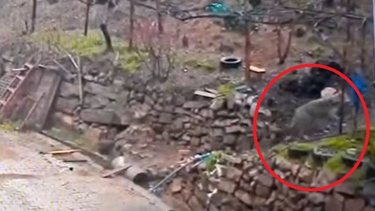 Adana'da aç kalan kurdun, yerleşim yerine indiği anlar kamerada