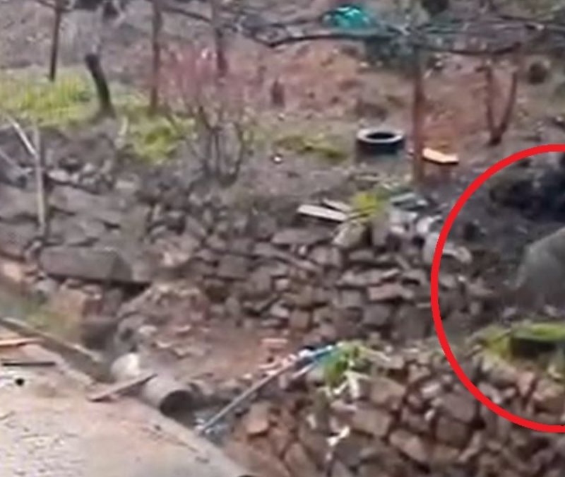 Adana'da aç kalan kurdun, yerleşim yerine indiği anlar kamerada