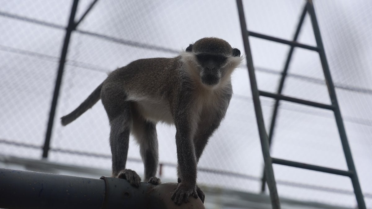 Denizli'de yakalanan maymun Konya'ya teslim edildi