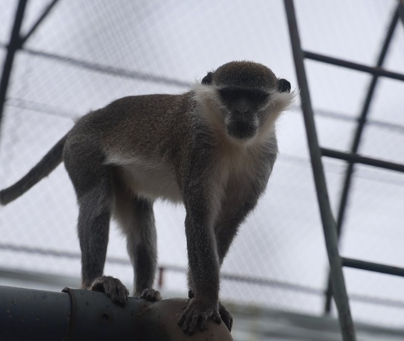 Denizli'de yakalanan maymun Konya'ya teslim edildi