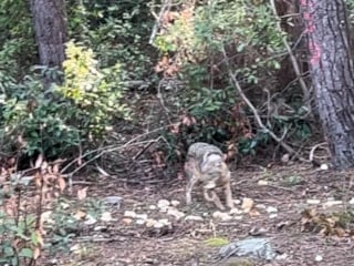 Sinop'ta bir çakalın karnını doyurduğu anlar kamerada