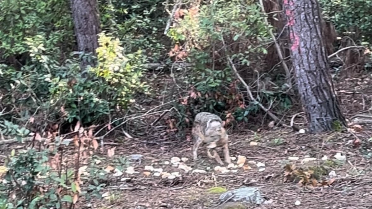 Sinop'ta bir çakalın karnını doyurduğu anlar kamerada