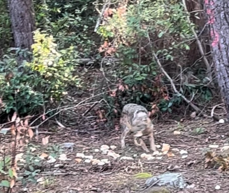 Sinop'ta bir çakalın karnını doyurduğu anlar kamerada