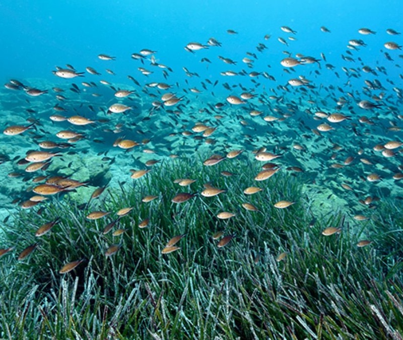 Türkiye sularında 39 tür tehdit altında