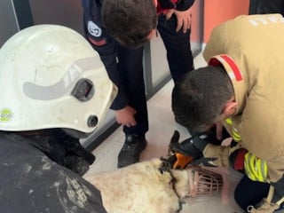Hatay'da boynuna zincir sıkışan köpeği itfaiye kurtardı