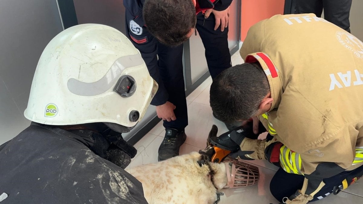 Hatay'da boynuna zincir sıkışan köpeği itfaiye kurtardı