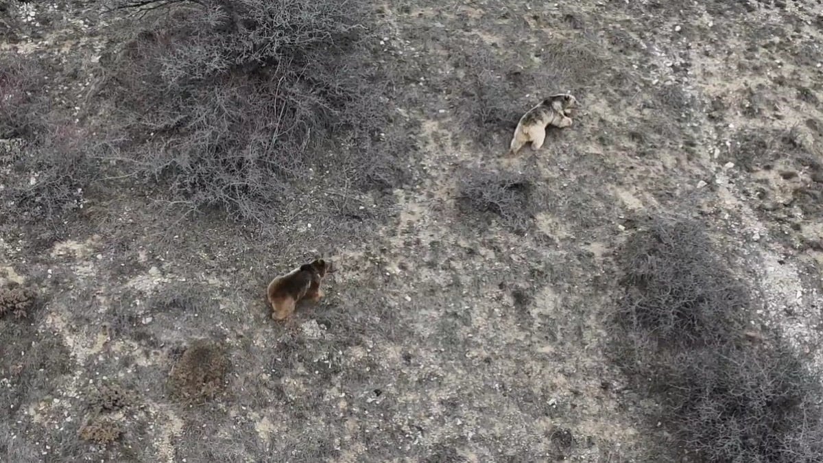 Erzincan'da kış uykusundan uyanan ayılar görüntülendi