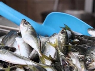 Zonguldak'ta istavrit bolluğu fiyatlara yansıdı: İşte istavrit, hamsi, mezgit fiyatı