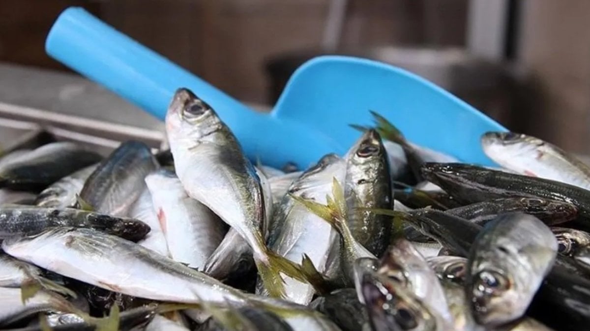 Zonguldak'ta istavrit bolluğu fiyatlara yansıdı: İşte istavrit, hamsi, mezgit fiyatı