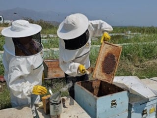 Aydın'ın Kuyucak ilçesinde yetişen arı kovanları dünyayı fethediyor