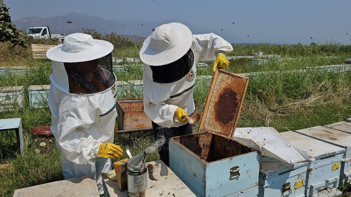 Aydın'ın Kuyucak ilçesinde yetişen arı kovanları dünyayı fethediyor