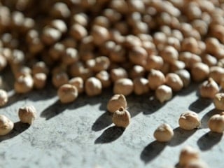 Antalya'da yüksek sıcaklığa dayanıklı yerli nohut projesi