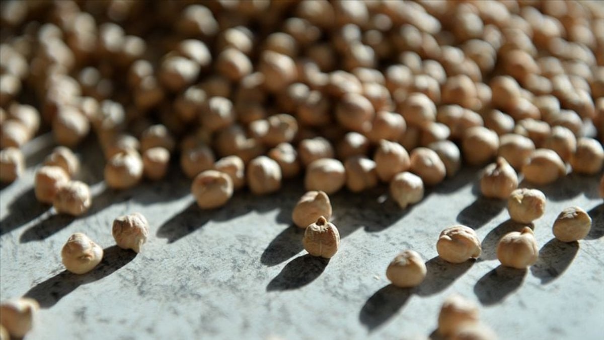 Antalya'da yüksek sıcaklığa dayanıklı yerli nohut projesi