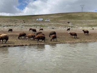 Ağrılı besiciler zorda: 120 bin lira maaşla çoban bulamıyorlar