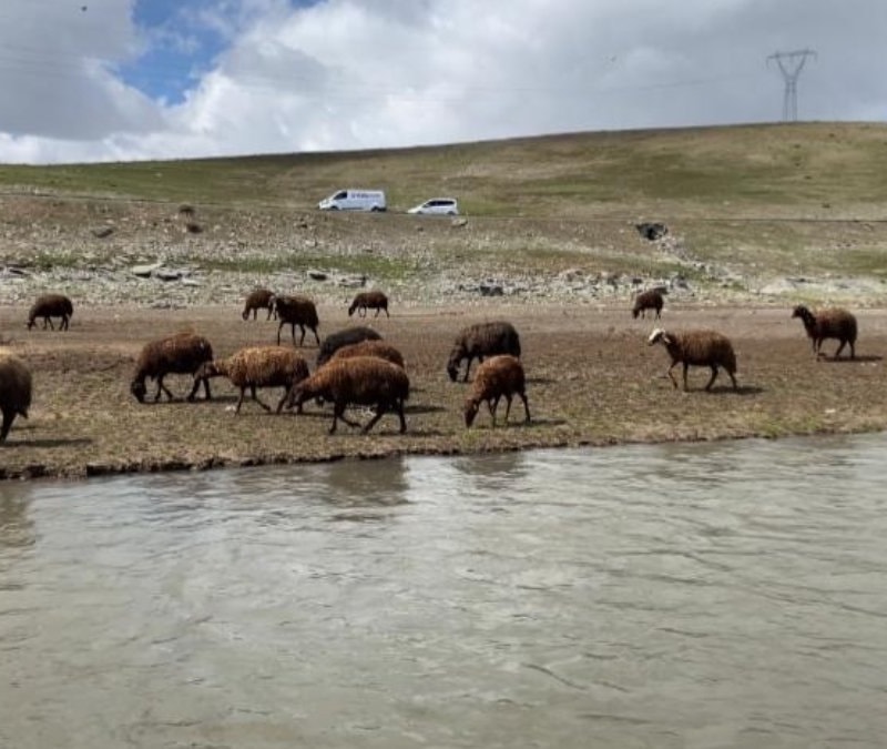 Ağrılı besiciler zorda: 120 bin lira maaşla çoban bulamıyorlar