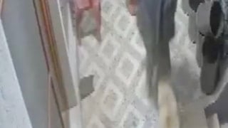 Manisa'da başıboş köpek bir vatandaşın parmağını kopardı