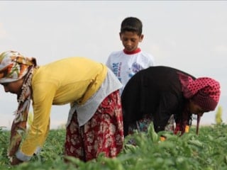 Tarihi eser gibi korunacak: Tarım arazilerine sit önerisi